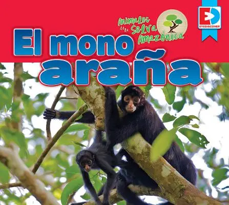 Zwierzęta z Selva Amaznica - El Mono Araa - Animales de la Selva Amaznica -- El Mono Araa