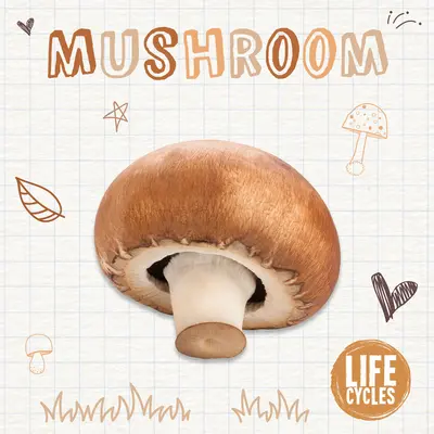 Grzyb - Mushroom