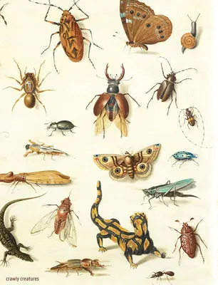 Crawly Creatures: Przedstawianie i docenianie owadów i innych stworzeń w sztuce i nauce - Crawly Creatures: Depiction and Appreciation of Insects and Other Critters in Art and Science