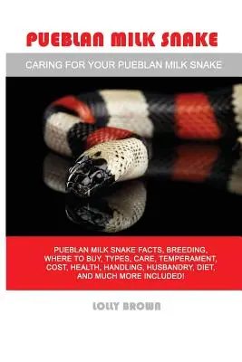 Pueblan Milk Snake: Pueblan Milk Snake fakty, hodowla, gdzie kupić, rodzaje, opieka, temperament, koszt, zdrowie, obsługa, hodowla, dieta, a - Pueblan Milk Snake: Pueblan Milk Snake facts, breeding, where to buy, types, care, temperament, cost, health, handling, husbandry, diet, a