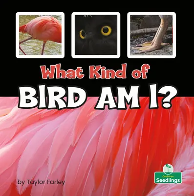 Jakim jestem ptakiem? - What Kind of Bird Am I?