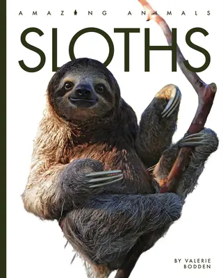 Leniwce - Sloths