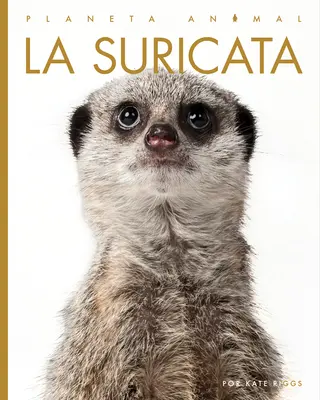 Surykatka - La Suricata