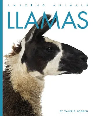 Lamy - Llamas