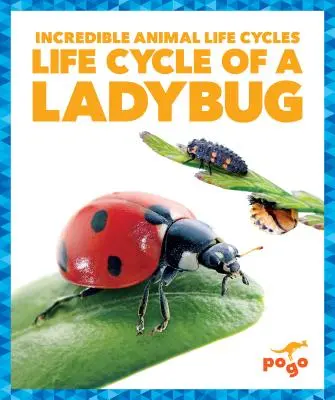 Cykl życia biedronki - Life Cycle of a Ladybug