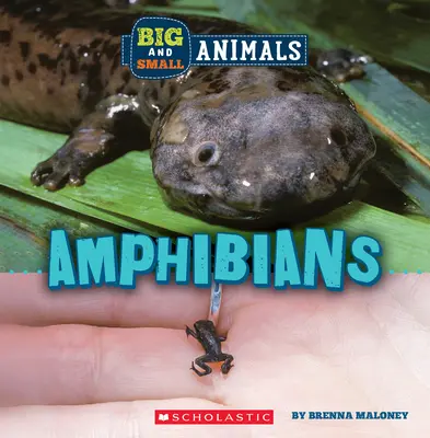 Płazy (Dziki świat: duże i małe zwierzęta) - Amphibians (Wild World: Big and Small Animals)