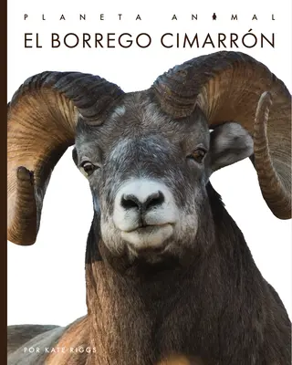 El Borrego Cimarrn