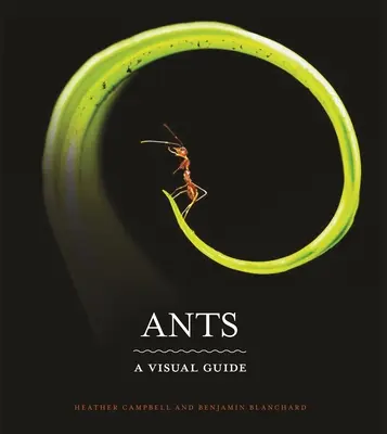 Mrówki: Przewodnik wizualny - Ants: A Visual Guide