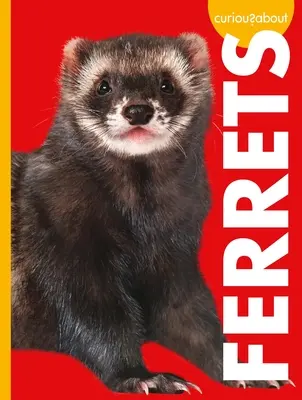 Ciekawostki o fretkach - Curious about Ferrets