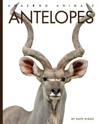 Antylopy - Antelopes