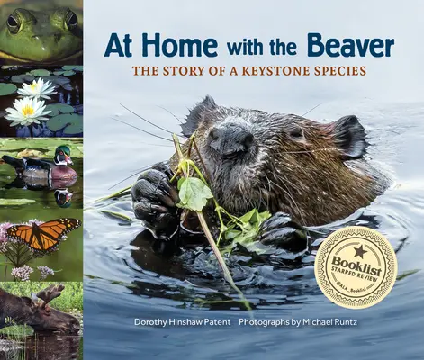 W domu z bobrem: Historia kluczowego gatunku - At Home with the Beaver: A Story of a Keystone Species