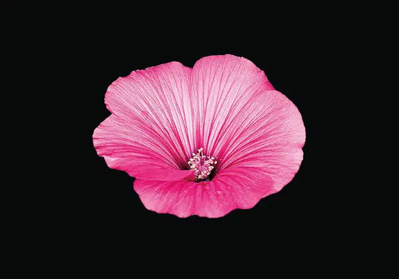 Kwitnąca książka - ekstrawaganckie kwiaty - Blooming Book - Flamboyant Flowers