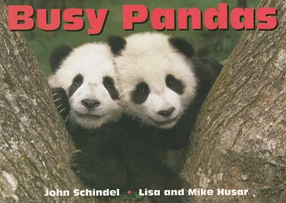 Zajęte pandy - Busy Pandas