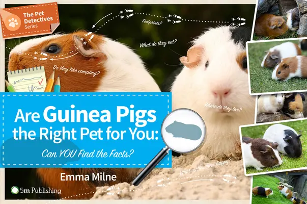 Czy świnki morskie są odpowiednimi zwierzętami dla Ciebie: Czy potrafisz znaleźć fakty? - Are Guinea Pigs the Right Pet for You: Can You Find the Facts?