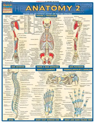 Anatomia 2 - przewodnik referencyjny - Anatomy 2 - Reference Guide