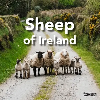 Owce Irlandii - Sheep of Ireland