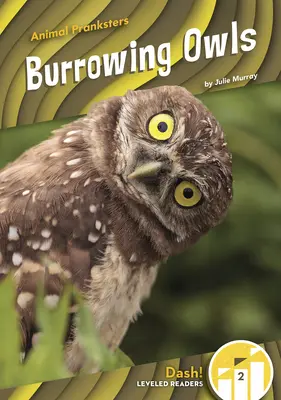 Sowy grzebiące - Burrowing Owls