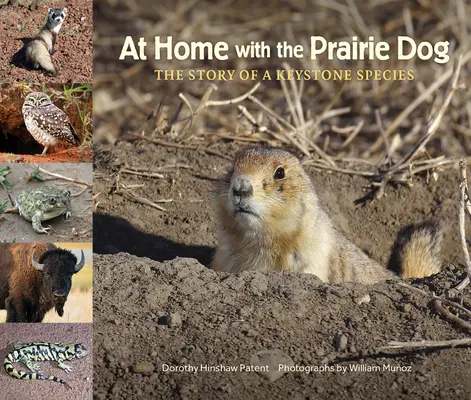 W domu z pieskiem preriowym: Historia kluczowego gatunku - At Home with the Prairie Dog: The Story of a Keystone Species