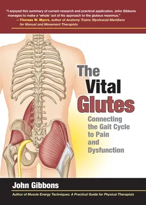 The Vital Glutes: Łączenie cyklu chodu z bólem i dysfunkcjami - The Vital Glutes: Connecting the Gait Cycle to Pain and Dysfunction