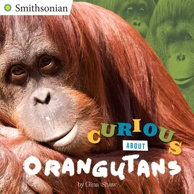 Ciekawi orangutanów - Curious about Orangutans