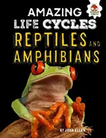 Gady i płazy - niesamowite cykle życia - Reptiles and Amphibians - Amazing Life Cycles