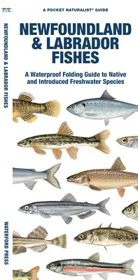 Ryby Nowej Fundlandii i Labradoru: Wodoodporny składany przewodnik po rodzimych i introdukowanych gatunkach słodkowodnych - Newfoundland & Labrador Fishes: A Waterproof Folding Guide to Native and Introduced Freshwater Species