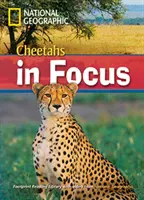 Gepardy w centrum uwagi - Footprint Reading Library 2200 - Cheetahs in Focus - Footprint Reading Library 2200