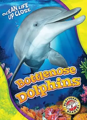 Delfiny butlonose - Bottlenose Dolphins