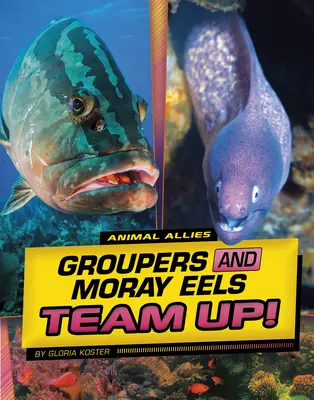 Groupery i mureny łączą siły! - Groupers and Moray Eels Team Up!