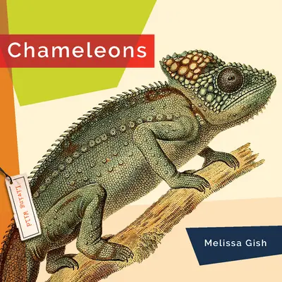 Kameleony - Chameleons