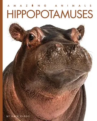 Hipopotamy - Hippopotamuses