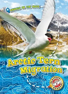 Migracja rybitwy popielatej - Arctic Tern Migration