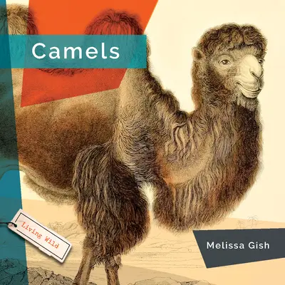 Wielbłądy - Camels