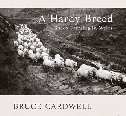 A Hardy Breed: hodowla owiec w Walii - A Hardy Breed: Sheep Farming in Wales