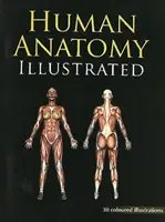 Ilustrowana anatomia człowieka - Human Anatomy Illustrated