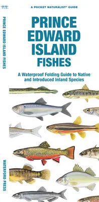 Prince Edward Island Fishes: Wodoodporny składany przewodnik po rodzimych i wprowadzonych gatunkach słodkowodnych - Prince Edward Island Fishes: A Waterproof Folding Guide to Native and Introduced Freshwater Species