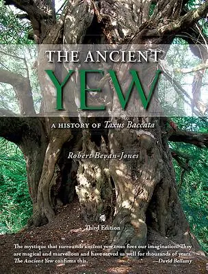 Starożytny cis - historia Taxus Baccata - Ancient Yew - A History of Taxus Baccata