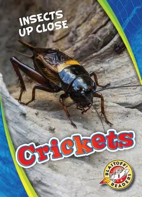 Świerszcze - Crickets