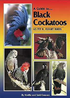 Przewodnik po kakadu czarnych jako ptakach domowych i wolierowych - A Guide to Black Cockatoos as Pet & Aviary Birds