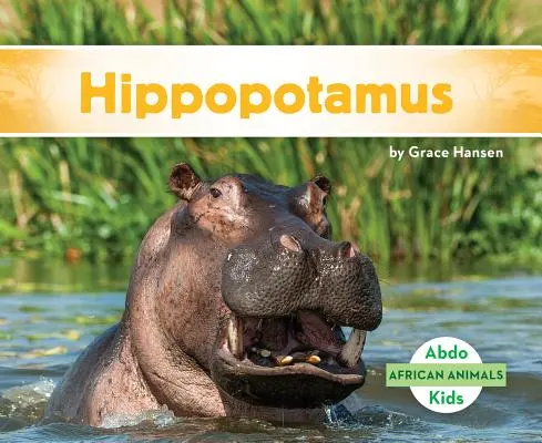 Hipopotam - Hippopotamus