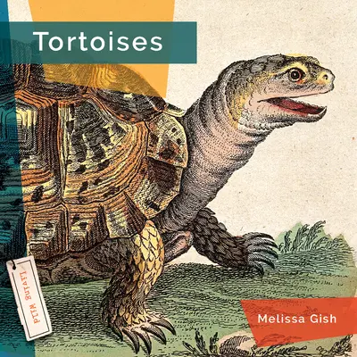 Żółwie - Tortoises