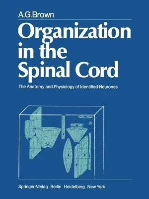 Organizacja w rdzeniu kręgowym: Anatomia i fizjologia zidentyfikowanych neuronów - Organization in the Spinal Cord: The Anatomy and Physiology of Identified Neurones