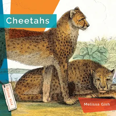 Gepardy - Cheetahs