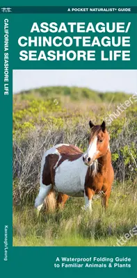 Assateague/Chincoteague Seashore Life - Wodoodporny składany przewodnik po znanych zwierzętach i roślinach - Assateague/Chincoteague Seashore Life - A Waterproof Folding Guide to Familiar Animals & Plants