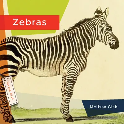 Zebry - Zebras