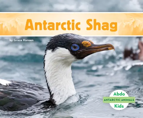 Kudłacz antarktyczny - Antarctic Shag