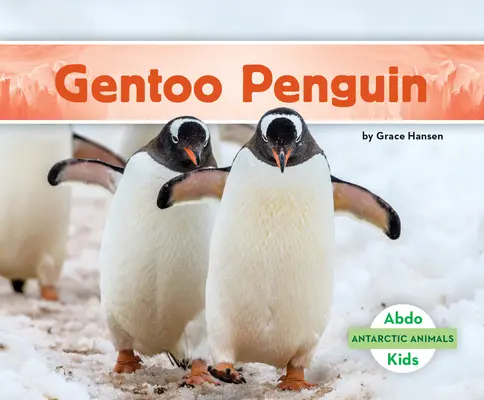 Pingwin Gentoo - Gentoo Penguin