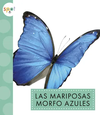 Mariposas Morfo Azules - Las Mariposas Morfo Azules