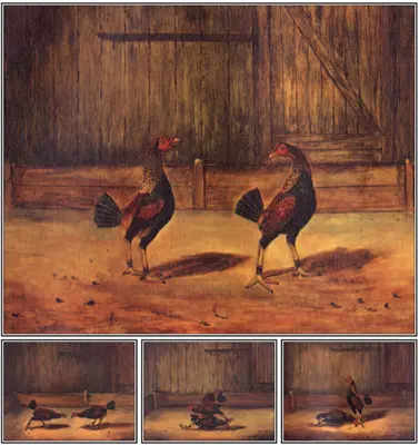 Hodowla i zarządzanie kogutami bojowymi - The Breeding and Management of Fighting Cocks