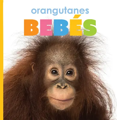 Orangutany Bebs - Orangutanes Bebs